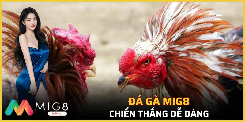Đá gà mig8