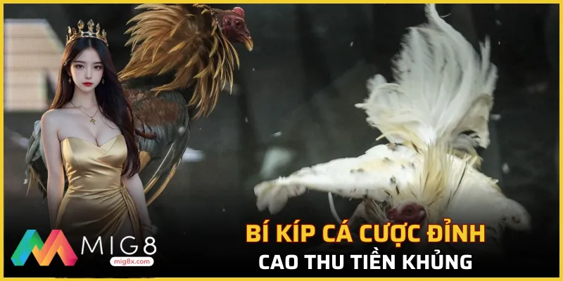 Mẹo thắng tiền khủng từ các cao thủ đá gà
