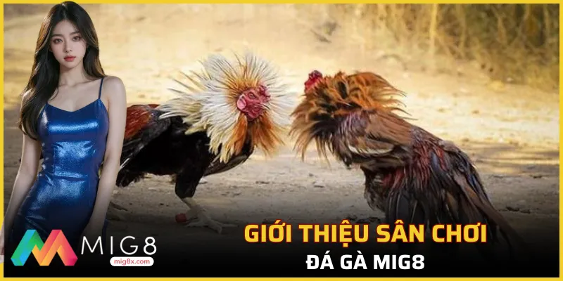 Sân chơi NO.1 - đá gà Mig8